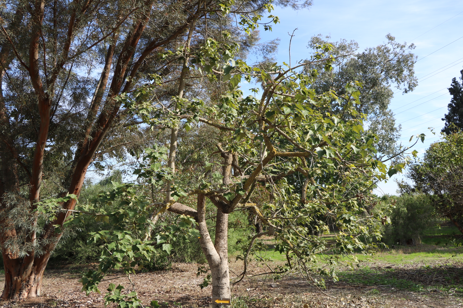 brachychiton discolor